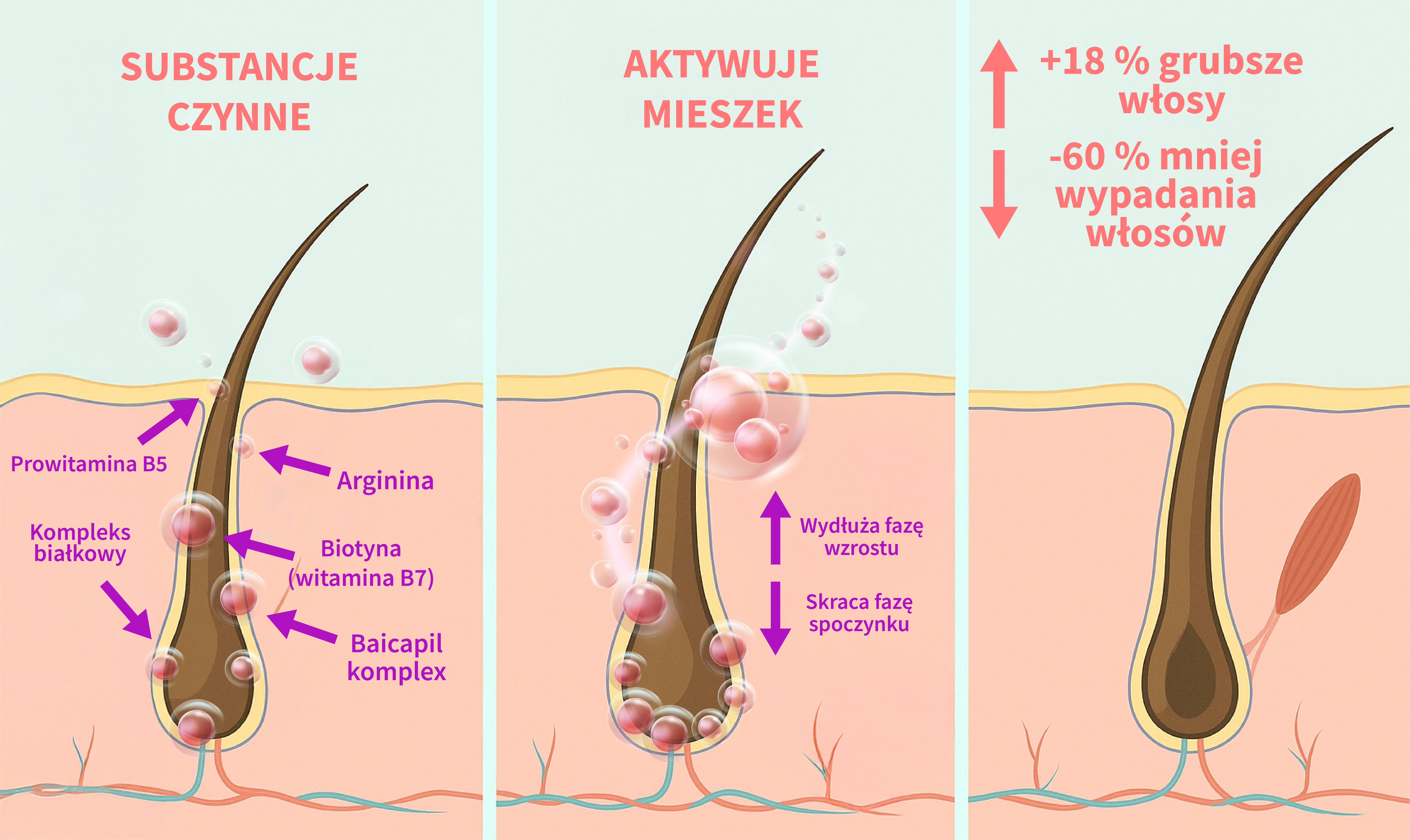 plauko schema_PL.webp